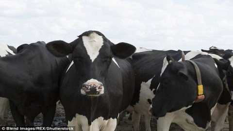 Now Turkey expels Dutch cows: Country's red meat association sends animals back to Holland due to diplomatic crisis