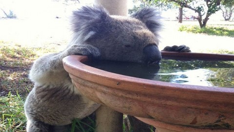 Koalas seek out new water sources