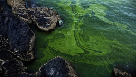 Rising threat of toxic algae bloom