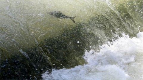 Trump’s budget would devastate salmon recovery
