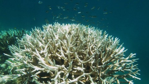 Great Barrier Reef at 'terminal stage': scientists despair at latest coral bleaching data