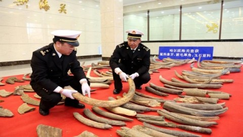 Mammoth tusk haul seized by Chinese customs