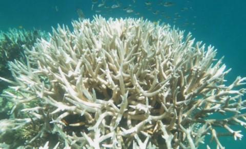 澳洲大堡礁 三分之二以上出現嚴重的白化現象