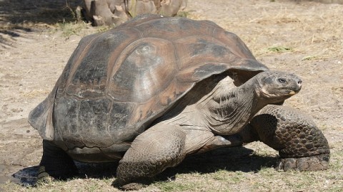 Peruvian police rescue rare Galapagos tortoises from traffickers