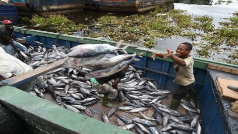 On World Tuna Day, UN cites importance of sustainably managed fish stocks in achieving 2030 Agenda