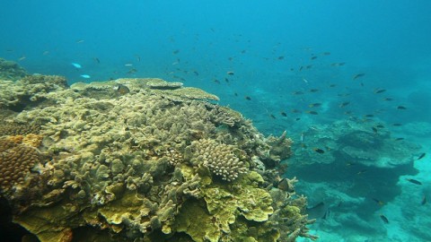 The need to protect coral reefs