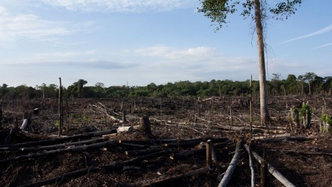Ongoing forest destruction has put Asia-Pacific at risk of missing global development targets – UN agency