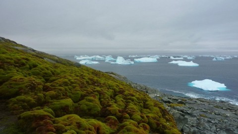Antarctica turning green as global warming triggers moss explosion