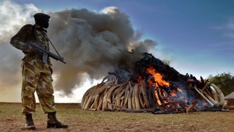 Uganda investigates vanished ivory haul