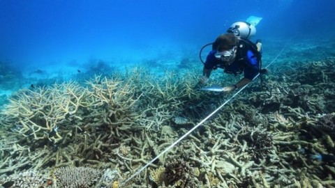 Coral reefs can be saved but change is inevitable,, say scientists