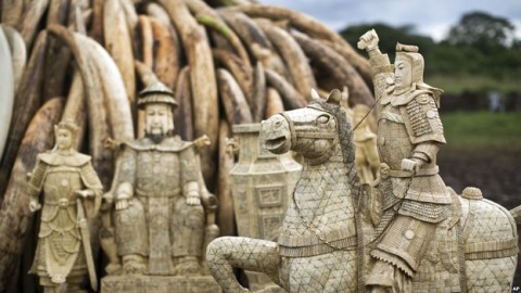 African, Asian Investigators Break Up Ivory-smuggling Syndicate