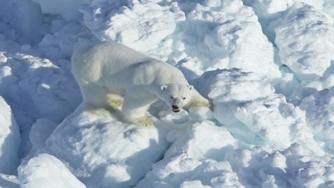 Polar bears paying price for increased sea ice movement