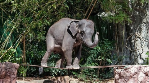Big problem: Thailand leads the pack in Asia in abuse of tourist elephants, report says