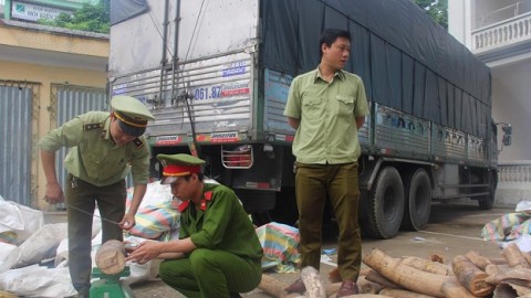 Nearly 3 tons of ivory seized in Vietnam