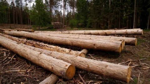 Bialowieza Forest: Poland sued over logging in ancient woods
