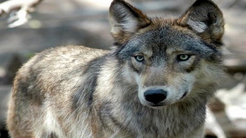 Appeals court upholds endangered species protection for Great Lakes gray wolves