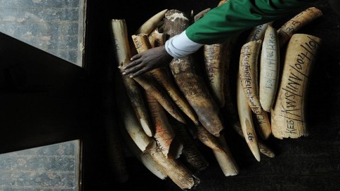 The UK is world's largest legal ivory exporter, experts warn