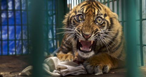 A six month old Sumatran tiger cub recovers from surgery to remove its back leg after it was caught in a snare in the rain forest of Banda Aceh, Indonesia. Photo: Steve Winter
