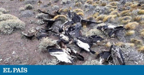 Condors' carcasses found in the Argentinean province of Neuquen.