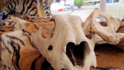 Tiger parts confiscated by customs officials in Bangkok, Thailand. Photo: dpa