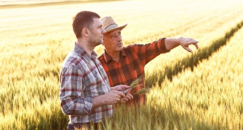 Farmers discuss an upcoming harvest. Photo: Shutterstock
