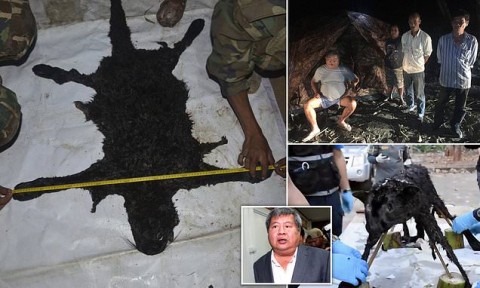 The skin of a black panther allegedly slain by Thai construction magnate Premchai Karnasuta. Photo: Thai PBS