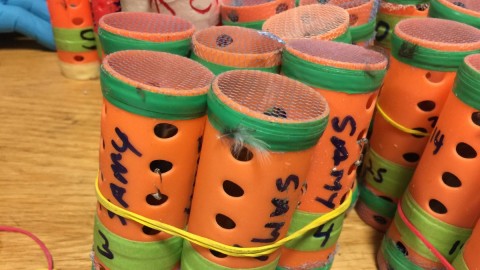A US Customs and Border Protection photo shows the finches hidden in hair rollers. Photo: US Customs and Border Protection