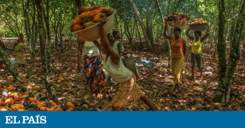 Cocoa gatherers in Ivory Coast 
