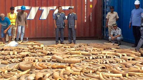 Cambodian officials discovered 1,026 pieces of ivory hidden among marble in an abandoned container shipped from Mozambique. Cambodia has emerged as an ivory trade hub in recent years. Photo: Ban Chork/AFP/Getty Images