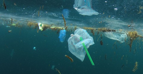 Plastic straws and other single-use plastic products float near the surface of a lake. Photo: Shutterstock