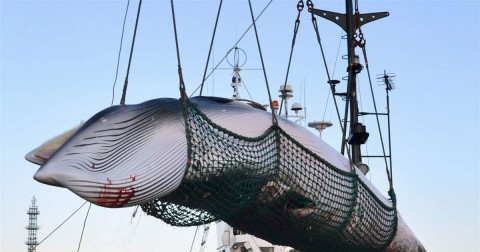 A minke whale is unloaded at a port after a whaling for scientific purposes in Kushiro, Japan, on the northernmost main island of Hokkaido. Photo: AP