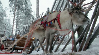 溫室效應受害者-芬蘭的麋鹿音糧食短缺而影響生態