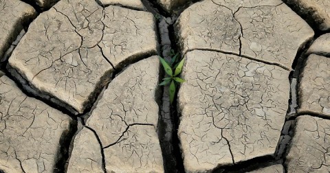 A plant grows between cracked mud at the Theewaterskloof dam near Cape Town, South Africa, on Jan. 21, 2018.  Photo: Mike Hutchings / Reuters file