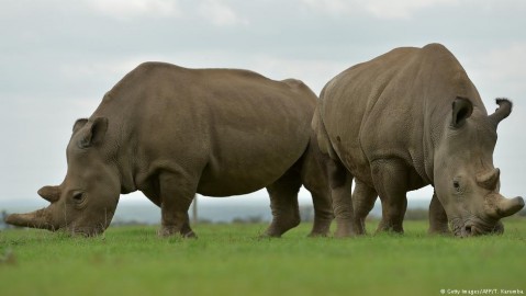 The two remaining female northern white rhinos graze together in a paddock. Photo: T. Karumba / AFP via Getty Images