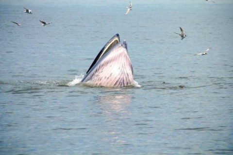 美媒體評日本退出國際捕鯨委員會-「不該模仿川普」