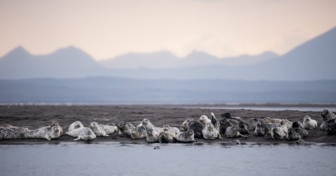 Harbor seals gather on a spit of land in the Izembek National Wildlife Refuge near Cold Bay, Alaska. Photo: Ash Adams for Reveal