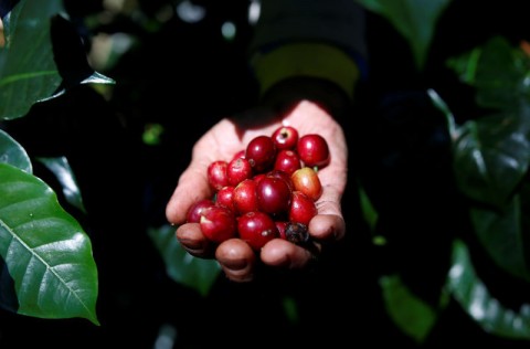 氣候變遷等多重夾擊 6成咖啡品種有絕種風險
