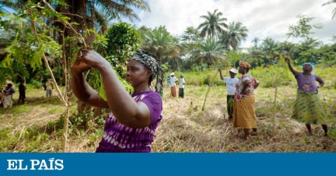 Un grupo de mujeres agricultoras de Guinea