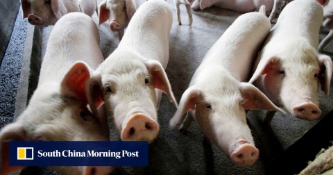 Market watchers say reports of African swine fever in pork goods mean producers must brace for a financial hit and stricter health regulations.