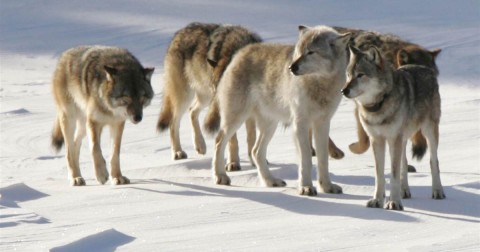 A pack of gray wolves on Isle Royale National Park in northern Michigan. Photo: John Vucethich / AP file