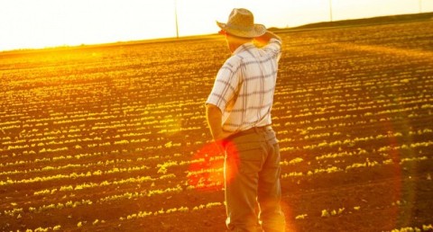 A farmer watches the sun rise over a field of emerging crops. Image: Shutterstock