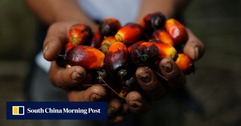 A plantation worker holds palm oil fruits. 