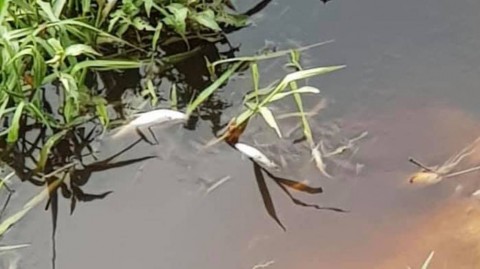 Dead fish seen in one of the polluted rivers in Johor. 