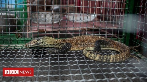 印尼政府破獲走私瀕危動物的非法集團，即時搶救了五隻科摩多巨蜥和其他瀕危動物。警方指稱該走私集團是透過臉書販賣這些瀕危動物。