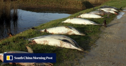 Gruesome mystery as 1,100 dead dolphins, many mutilated, wash ashore