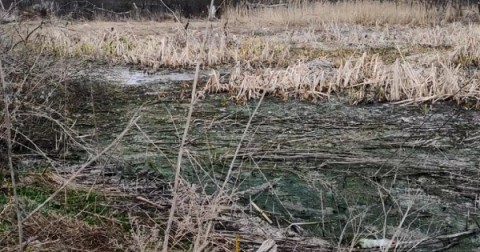 俄羅斯庫爾斯克州的一群環保人士向當地檢察機關、自然資源局和聯邦刑罰執行局提出呼籲，要求處理當地監獄污水排放系統所造成的土壤及河水汙染問題。專注於社會運動的全俄人民陣線（政黨）成員Evgeny Artemov表示，由於受污染的溪流距離當地一所學校不遠，擔心不久後恐受到影響。另外他也強調，據當地居民表示，此汙染問題已經存在許久，卻不見相關當局有任何的處理動作。