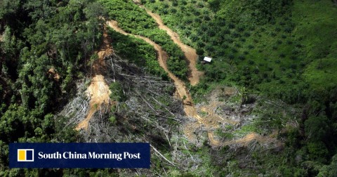 倒下的樹木為馬來西亞婆羅洲的油棕種植園讓路。