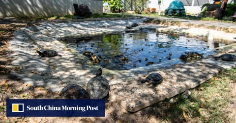 在新加坡的活龜和烏龜博物館裡，一個充滿紅耳滑塊的池塘。