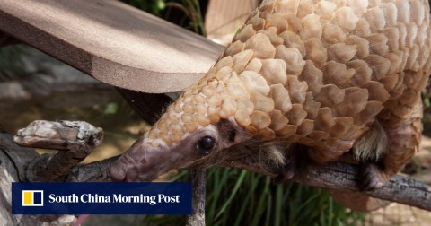 The Asian pangolin is one of the world’s most trafficked wild animals.