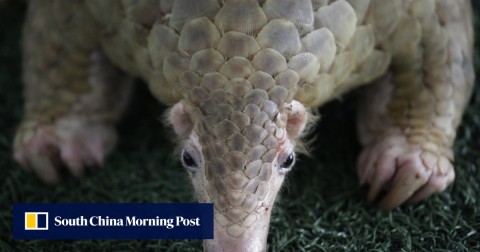 Pangolins are among the world’s most trafficked animals.